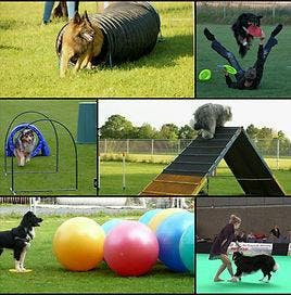 Collage van hondensporten