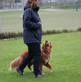 Hond met trainer op veld